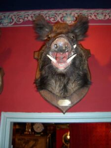 Opgezette kop van everzwijn, VERKOCHT