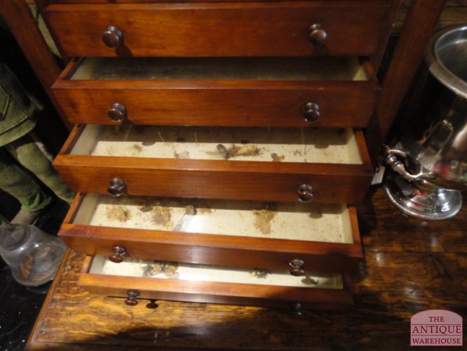 antiek vlinderkastje 2